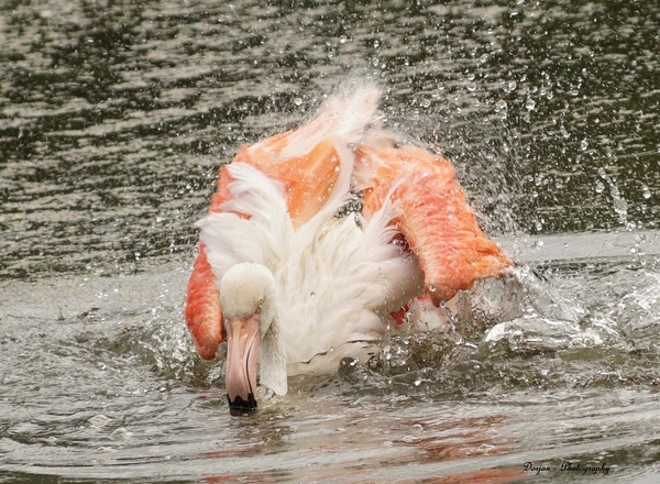 Baddertijd flamingo