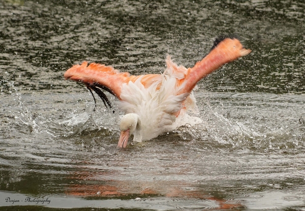 Flamingo neemt een bad ( kasteeltuinen Arcen)