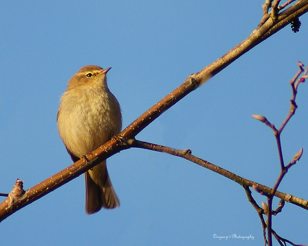 Weet niet welk vogeltje dit is.