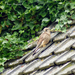 Jonge buizerd