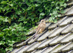 Jonge buizerd