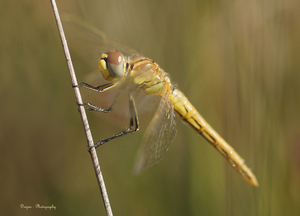 Libelle