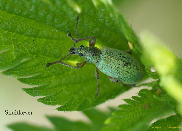 Groene snuitkever