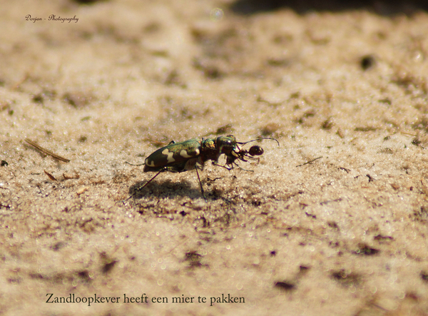 Zandloopkever heeft een mier te pakken
