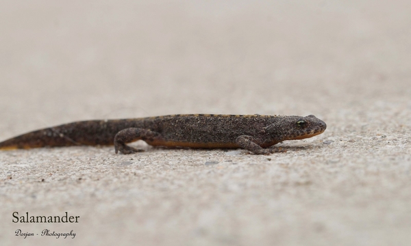 Salamander liep bij ons achter het huis.