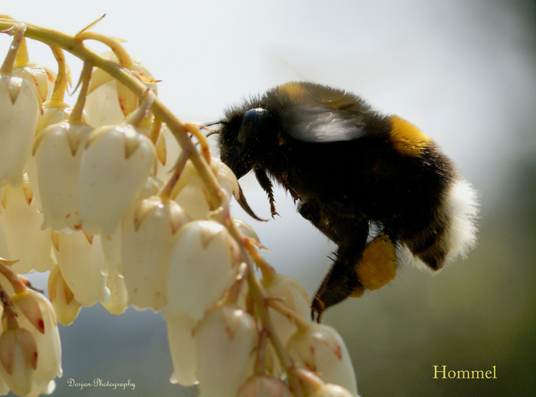 Hommel met aan zijn achterpootje een hompje nektar wat ze daar opslaan en meenemen.