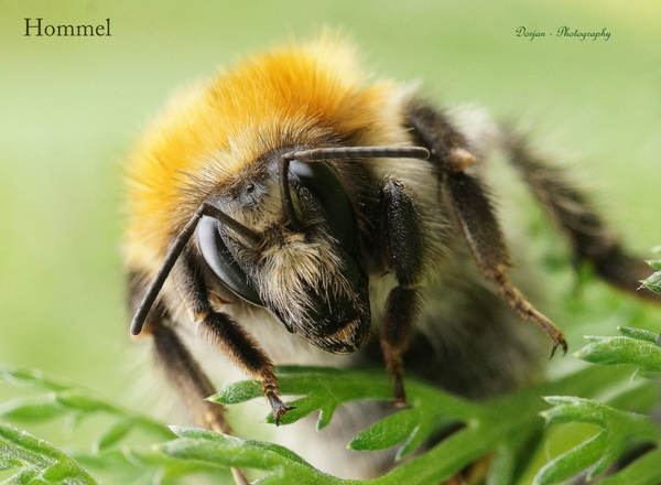 Close-up van de hommel