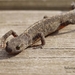 Salamander