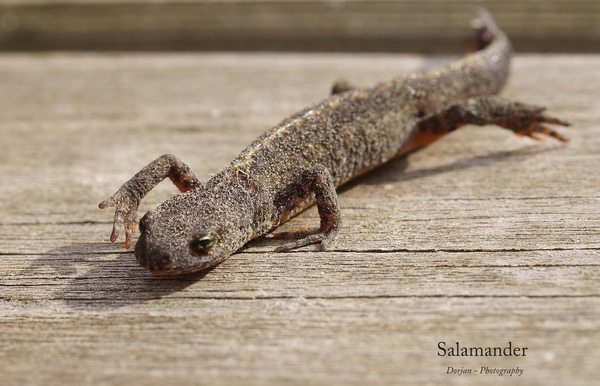 Salamander