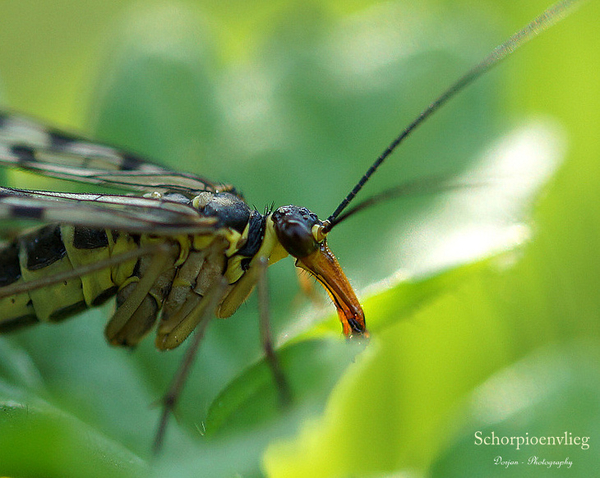 Close-up van een schorpioenvlieg