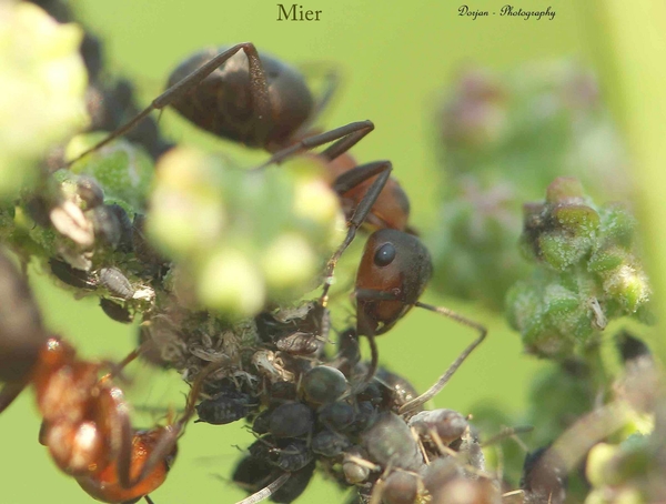 Mieren beschermen en verzorgen deze luizen. Die scheiden een zoetstof al  waar de mieren dol op zijn .