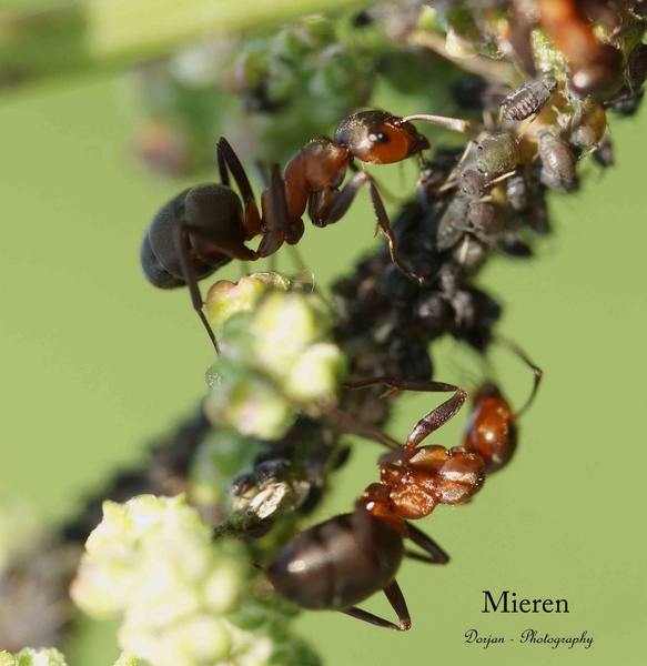 Mieren beschermen deze luizen en als dank scheiden de luizen een honigachtig vloeistof uit waar de mieren dol op zijn.