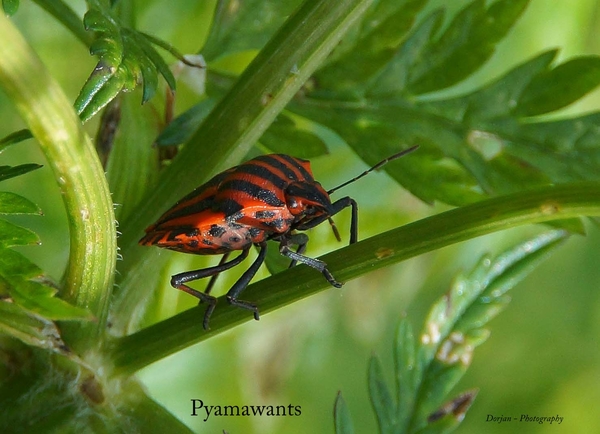 Pyamawants. Hier kun je mooi zien dat ze van ondere gestippeld zijn.