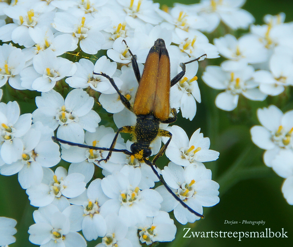 Zwartstreepsmalboktor