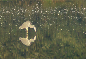 Reiger  Driessenven