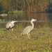 Reiger Driessenven