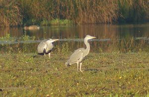 Reiger Driessenven