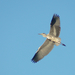 Reiger Driessenven