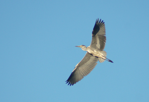 Reiger Driessenven