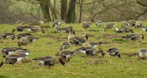 Kolganzen en grauwe ganzen