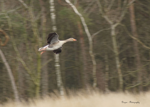 Grauwe gans