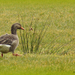 Grauwe gans