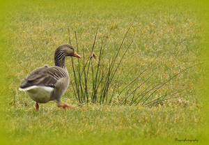 Grauwe gans