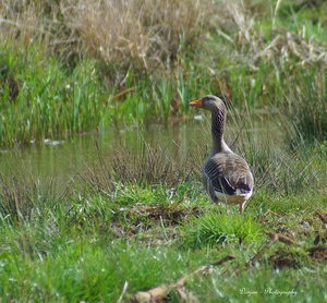 Grauwe gans