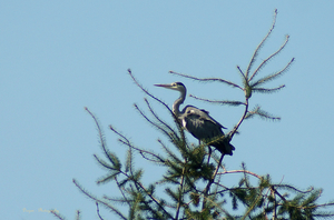 Reiger