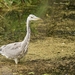 Reiger op visvangst