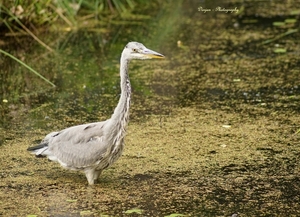 Reiger op visvangst