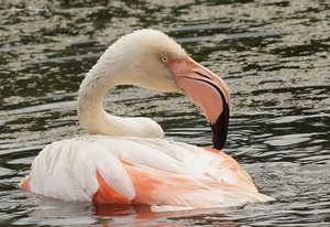 Flamingo  Kasteeltuin Arcen