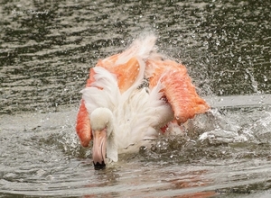 Flamingo  Kasteeltuin Arcen