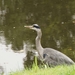 Reiger