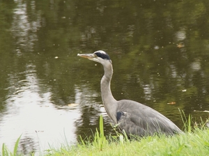 Reiger