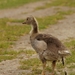 Jonge gans