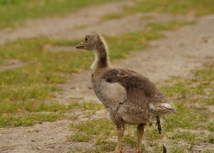 Jonge gans