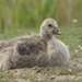 Jonge grauwe gans