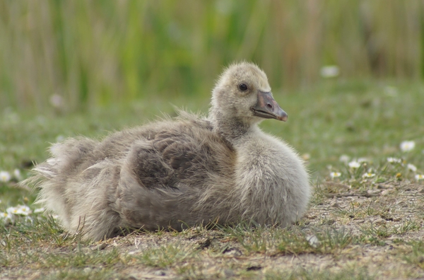 Jonge grauwe gans