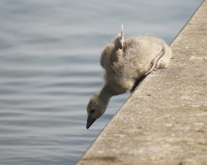 Jonge grauwe gans