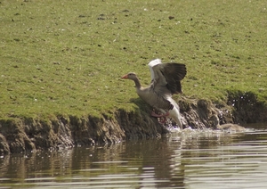 Grauwe gans