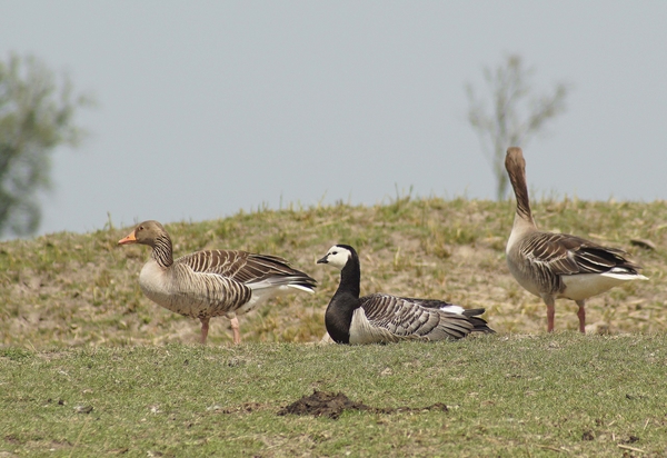 Brandgans en grauwe ganzen