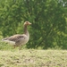 Grauwe gans