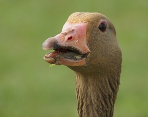 Grauwe gans