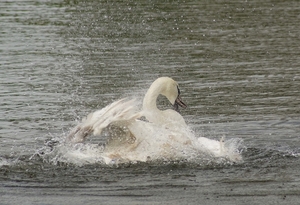 Badende zwaan