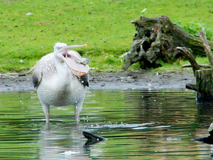 Pelikaan Dierentuin Overloon