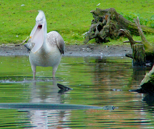 Pelikaan, dierentuin Overloon