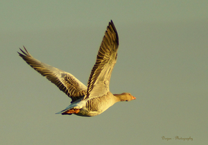 Grauwe gans