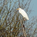 Witte reiger