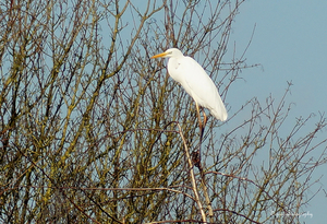 Witte reiger